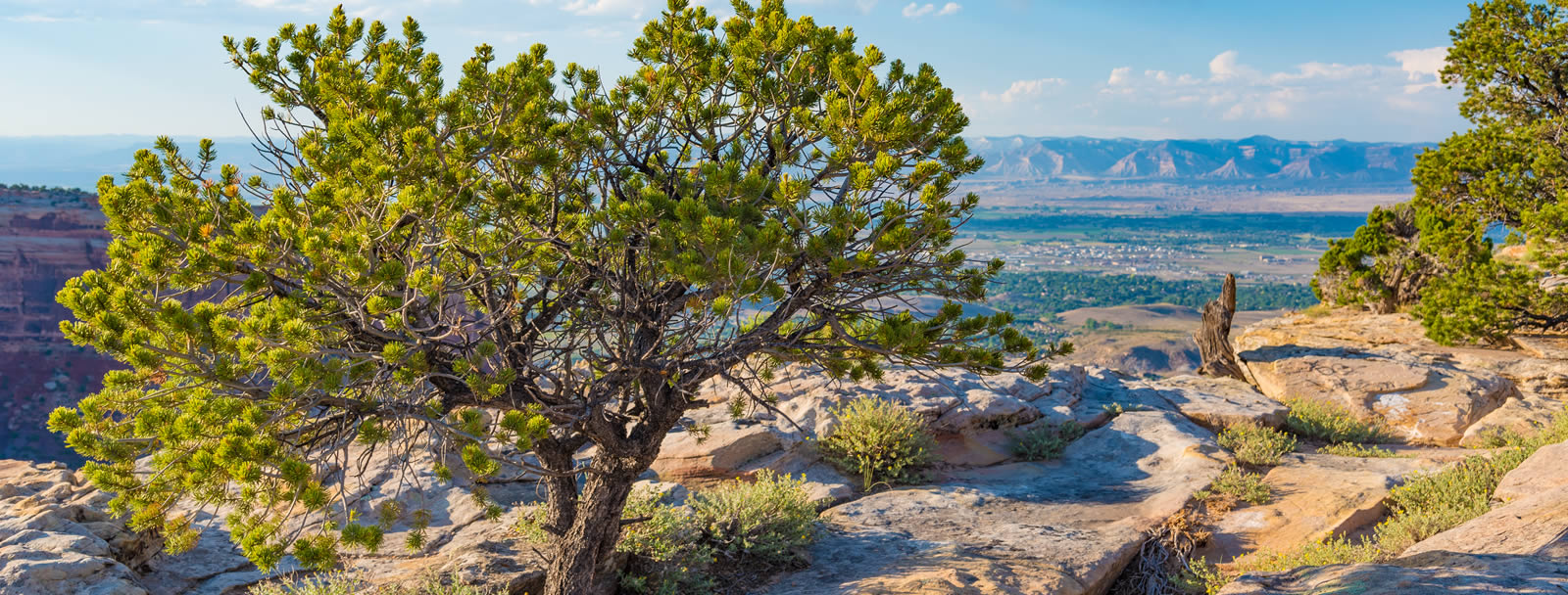 grand junction dentist